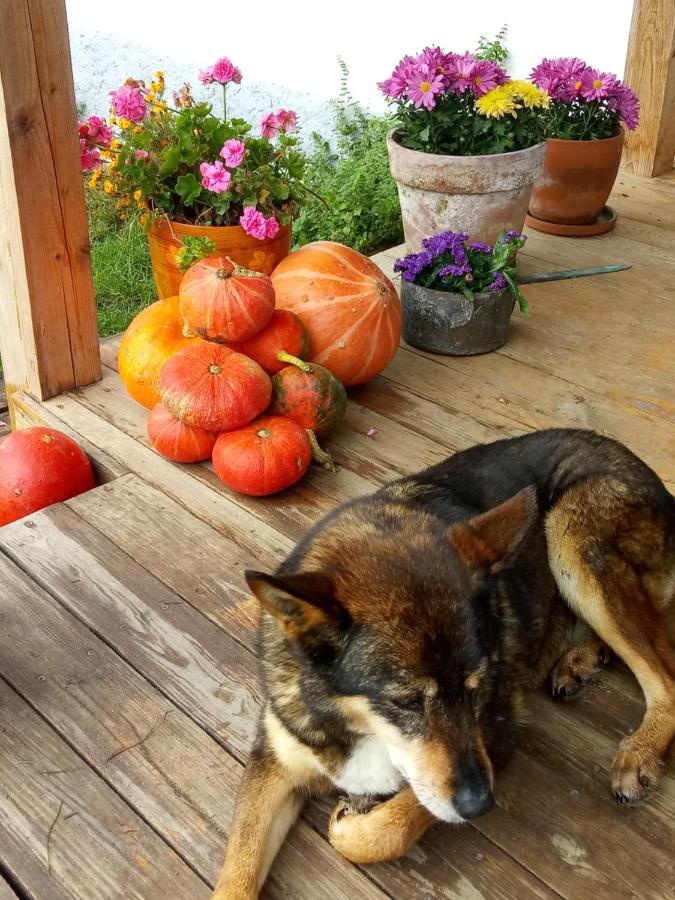 Zakatek Szczescia Eko Agroturystyka Kiwity Exteriör bild
