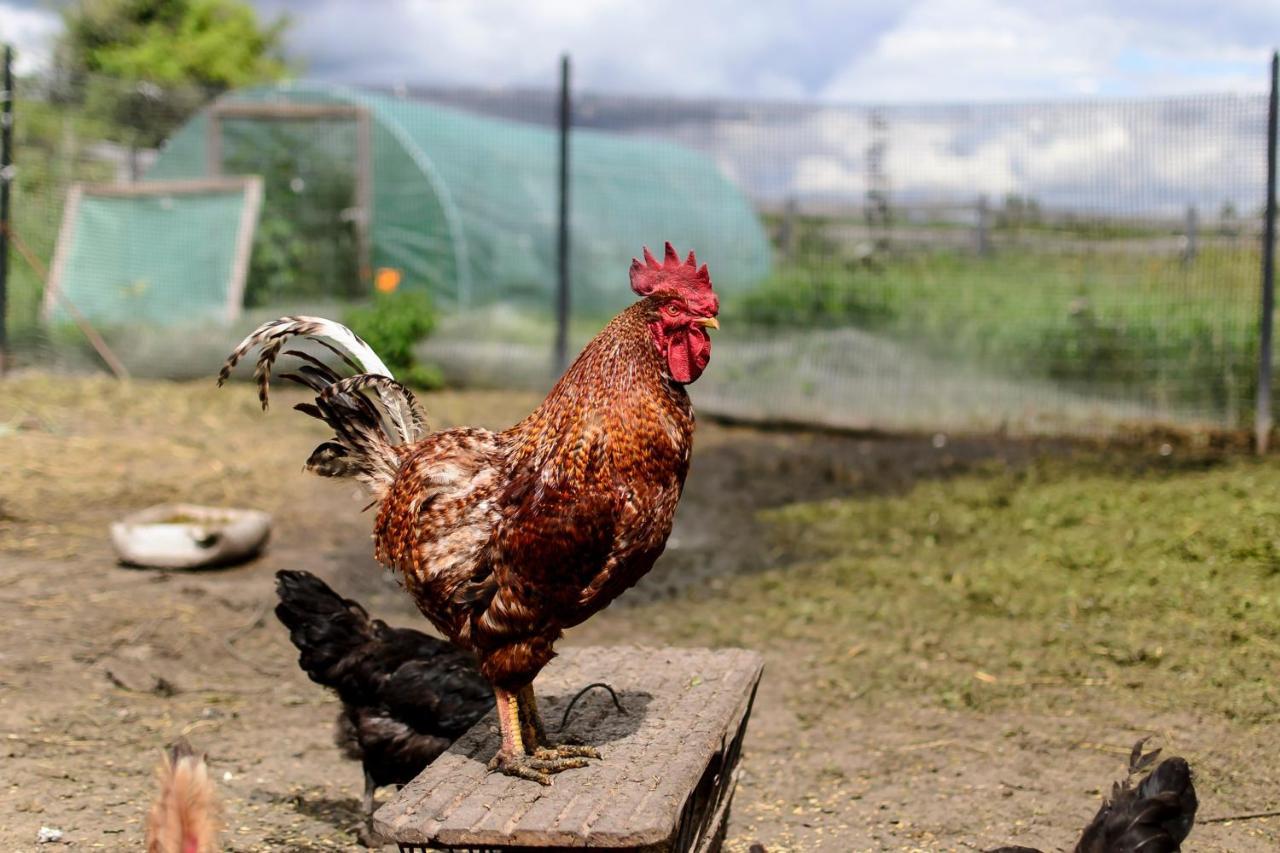 Zakatek Szczescia Eko Agroturystyka Kiwity Exteriör bild