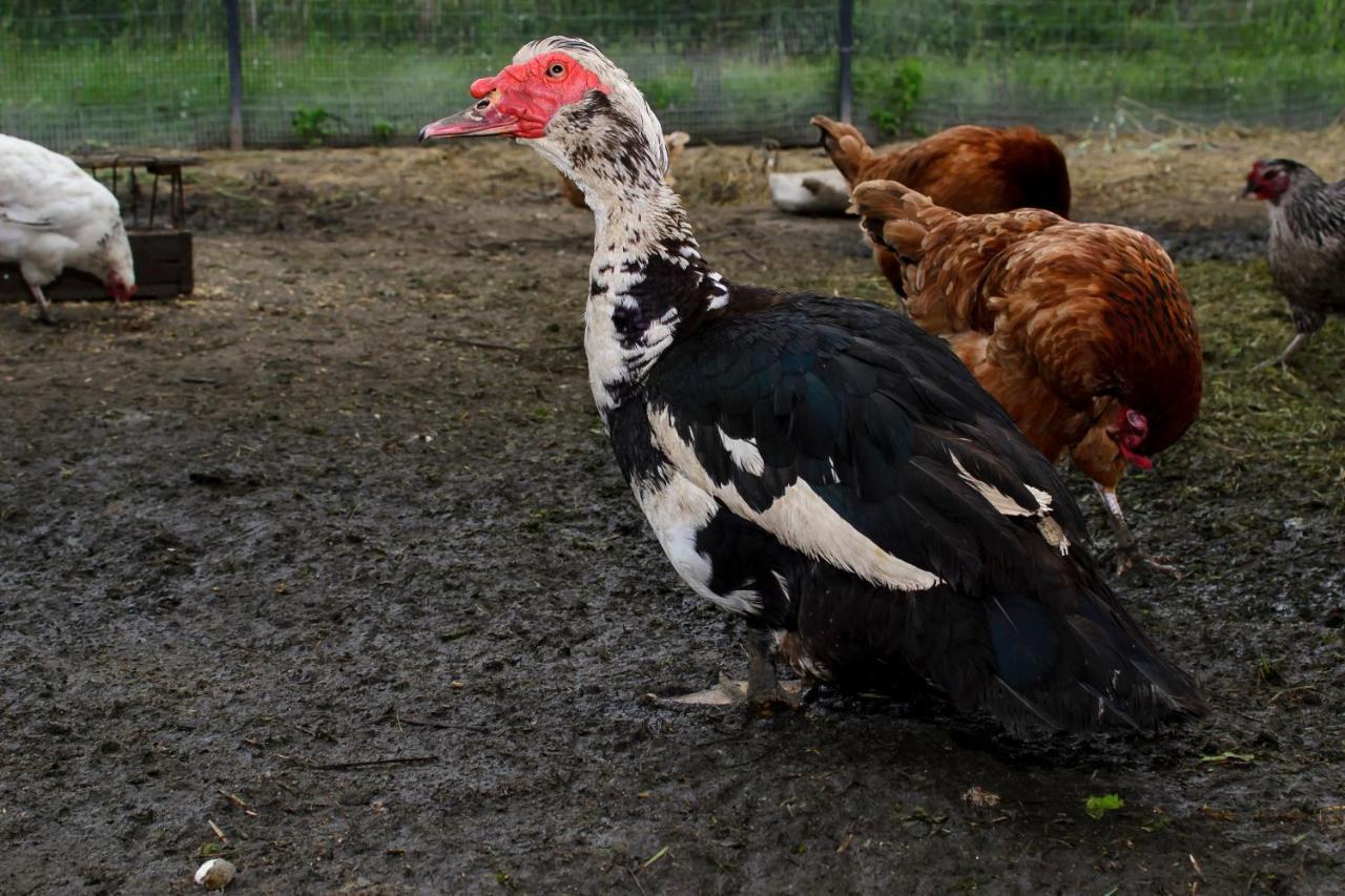 Zakatek Szczescia Eko Agroturystyka Kiwity Exteriör bild